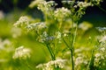 Medical grass in a field