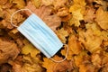 Medical face mask on colorful yellow autumn maple leafs coronavirus covid-19 epidemic continues wallpaper Royalty Free Stock Photo