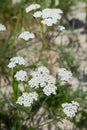 Medical herb Achillea Millefolium, yarrow or nosebleed plant Royalty Free Stock Photo