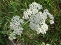 Medical herb, Achillea millefolium, yarrow or nosebleed plant