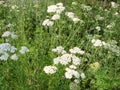 Medical herb, Achillea millefolium, yarrow or nosebleed plant Royalty Free Stock Photo