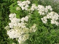 Medical herb, Achillea millefolium, yarrow or nosebleed plant Royalty Free Stock Photo
