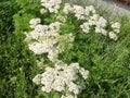 Medical herb, Achillea millefolium, yarrow or nosebleed plant Royalty Free Stock Photo