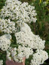 Medical herb, Achillea millefolium, yarrow or nosebleed plant Royalty Free Stock Photo