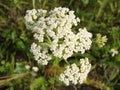 Medical herb, Achillea millefolium, yarrow or nosebleed plant Royalty Free Stock Photo