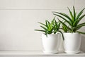 Medical herb aloe vera in pots on bathroom shelf