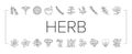 Medical Herb Natural Ingredient Icons Set Vector