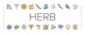 Medical Herb Natural Ingredient Icons Set Vector