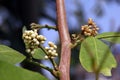 Glycomis arborea, samal herb plant