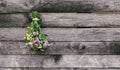 Medical herbs in bunches hanging on the old rough wooden wall. Yarrow or Achillea millefolium plant Royalty Free Stock Photo