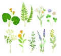 Medical Herbs with Flowering Camomile Plant and Clover Vector Set Royalty Free Stock Photo