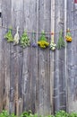 Medical herbs flowers bunch collection on old wooden wall Royalty Free Stock Photo