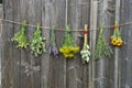 Medical herbs flowers bunch collection on wooden wall Royalty Free Stock Photo