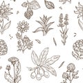 Medical herbs and herbal medicine plants sketch icons seamless pattern.