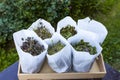 Medical herbs for herbal tea and homeopathic treatment. Drying plants in paper bags Royalty Free Stock Photo