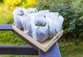 Medical herbs for herbal tea and homeopathic treatment. Drying plants in paper bags Royalty Free Stock Photo