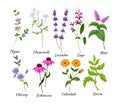 Medical herbs set. Botanical flowers blossom thyme, chamomile, lavender, sage, mint, chicory Royalty Free Stock Photo