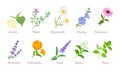 Medical herbs set. Cartoon healing plants and flowers. Royalty Free Stock Photo