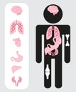 Medical human organs icon set with body. Royalty Free Stock Photo