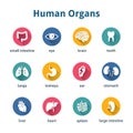 Medical human organs icon set Royalty Free Stock Photo