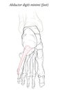 Abductor digiti minimi muscle of foot