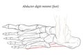 Abductor digiti minimi muscle of foot