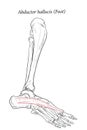 Medical illustration of Abductor Hallucis muscle foot.