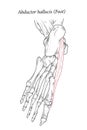 Medical illustration of Abductor Hallucis muscle foot.