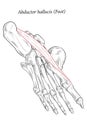 Medical illustration of Abductor Hallucis muscle foot.