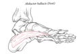 Medical illustration of Abductor Hallucis muscle foot. Royalty Free Stock Photo