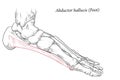 Medical illustration of Abductor Hallucis muscle foot