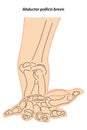 Medical illustration of Abductor pollicis brevis hands muscle. Line drawings See through the skin