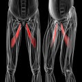 Medical illustration of the adductor longus Royalty Free Stock Photo