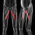 Medical illustration of the adductor longus