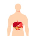 Medical illustration of the bile duct, vector