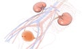 3D illustration urinary system, kidneys, ureters and urinary bladder. - IlustraciÃÂ³n