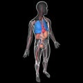 Medical illustration 3D transparent human body with visible internal organs