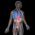 Medical illustration 3D transparent human body with visible internal organs Royalty Free Stock Photo