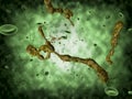 Medical illustration of the Ebola virus