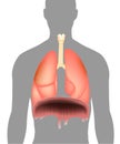 Medical illustration for explanation Thoracic diaphragm. Diaphragm located below the lungs.