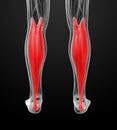 Medical illustration of the gastrocnemius