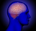 Medical illustration of Human brain anatomy