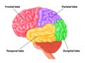 Medical illustration of Human Brain four lobes