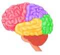 Medical illustration of Human Brain four lobes