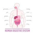 Medical illustration of the human digestive system. scheme for textbooks.