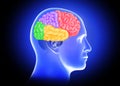 Medical illustration of Human Male brain lobes