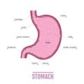 Medical illustration of the human stomach. scheme for textbooks. Royalty Free Stock Photo