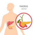 Medical illustration of the pancreas, vector illustration