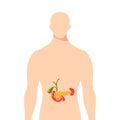 Medical illustration of the pancreas, vector illustration