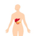 Medical illustration of the pancreas, vector illustration